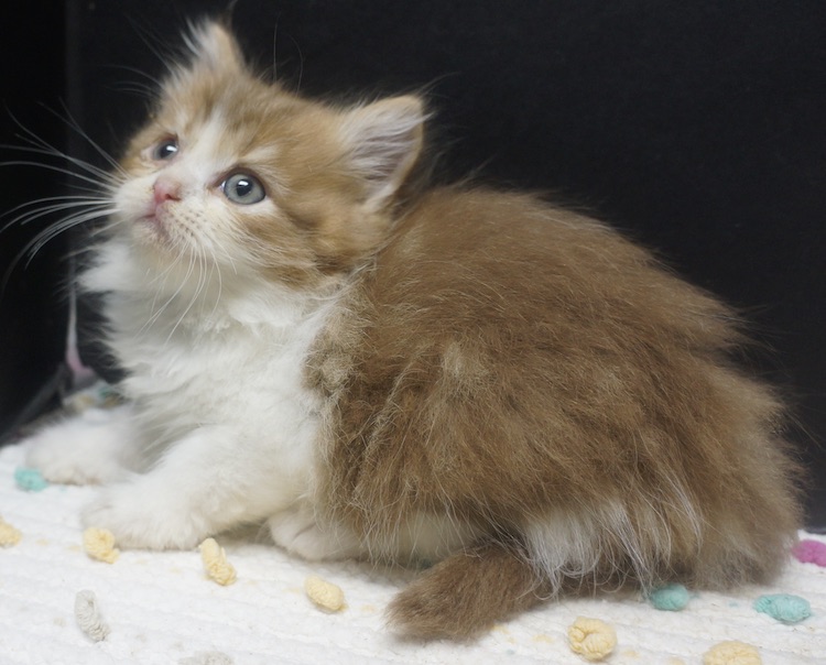 Orange ragdoll hot sale kittens for sale